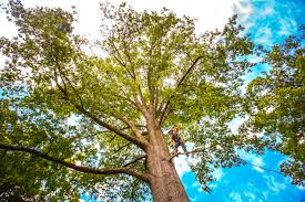 Best Seasonal Cleanup (Spring/Fall)  in Columbia, KY