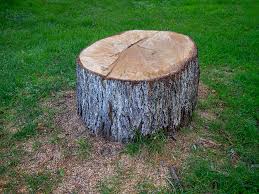 Best Firewood Processing and Delivery  in Columbia, KY