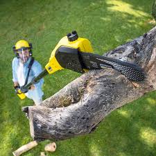 How Our Tree Care Process Works  in  Columbia, KY
