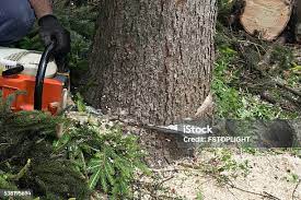 Reliable Columbia, KY Tree Services Solutions