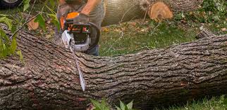 Best Hedge Trimming  in Columbia, KY