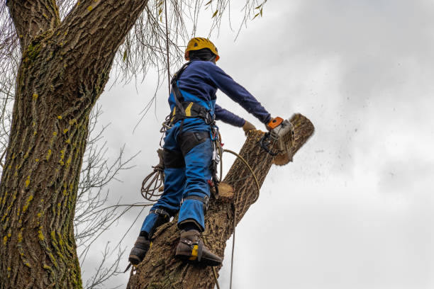 Best Tree Mulching  in Columbia, KY