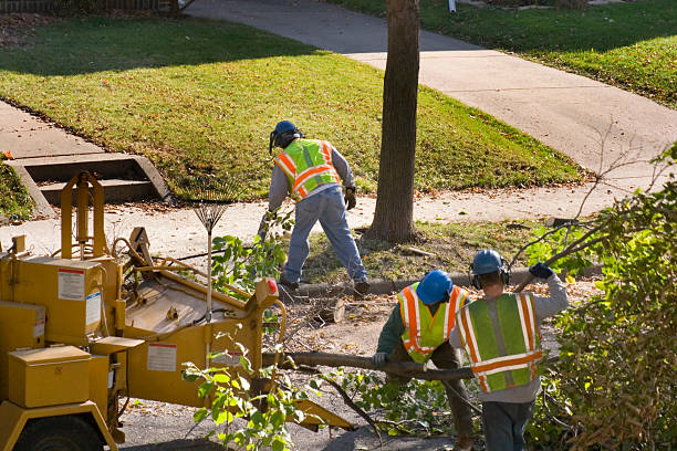 Best Tree Maintenance Programs  in Columbia, KY