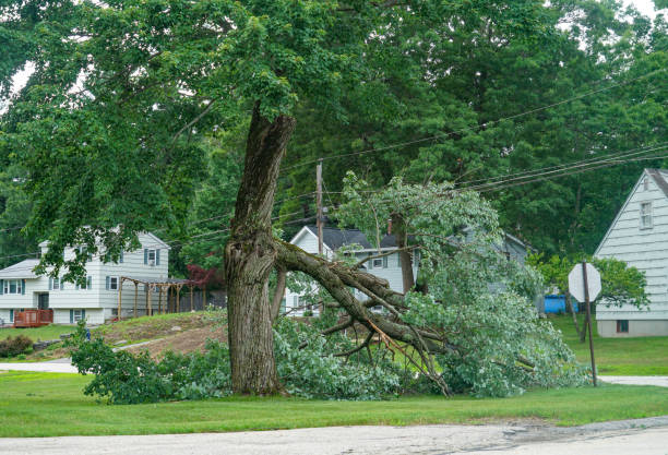 Best Tree Cabling and Bracing  in Columbia, KY