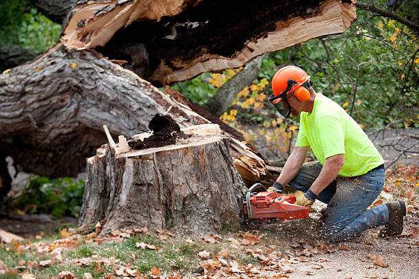 Best Tree Trimming and Pruning  in Columbia, KY