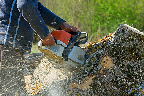 Best Arborist Consultation Services  in Columbia, KY