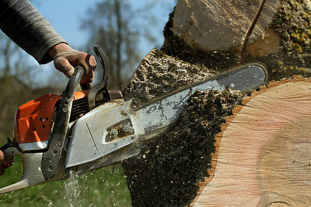 Best Tree Mulching  in Columbia, KY
